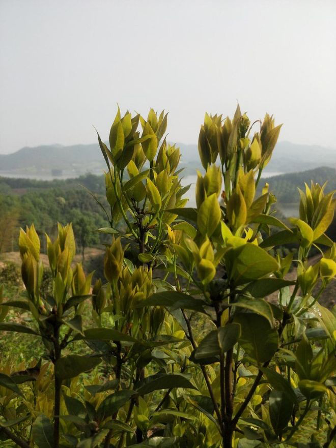 图片[9]-老鹰茶是什么茶？解密其独特魅力！-寻找资源网