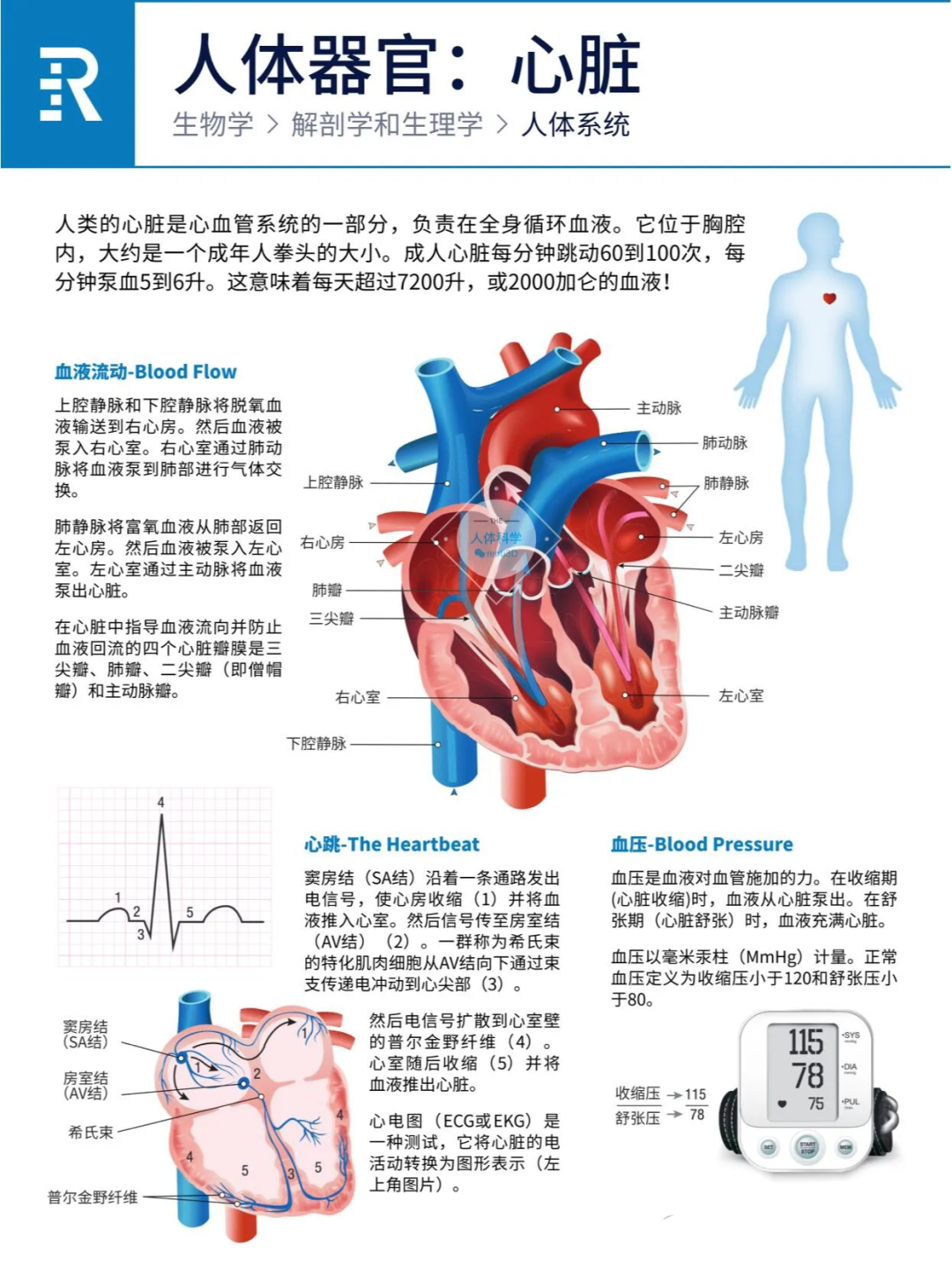 图片[1]-人体器官之心肝脾肺肾胰功能简介