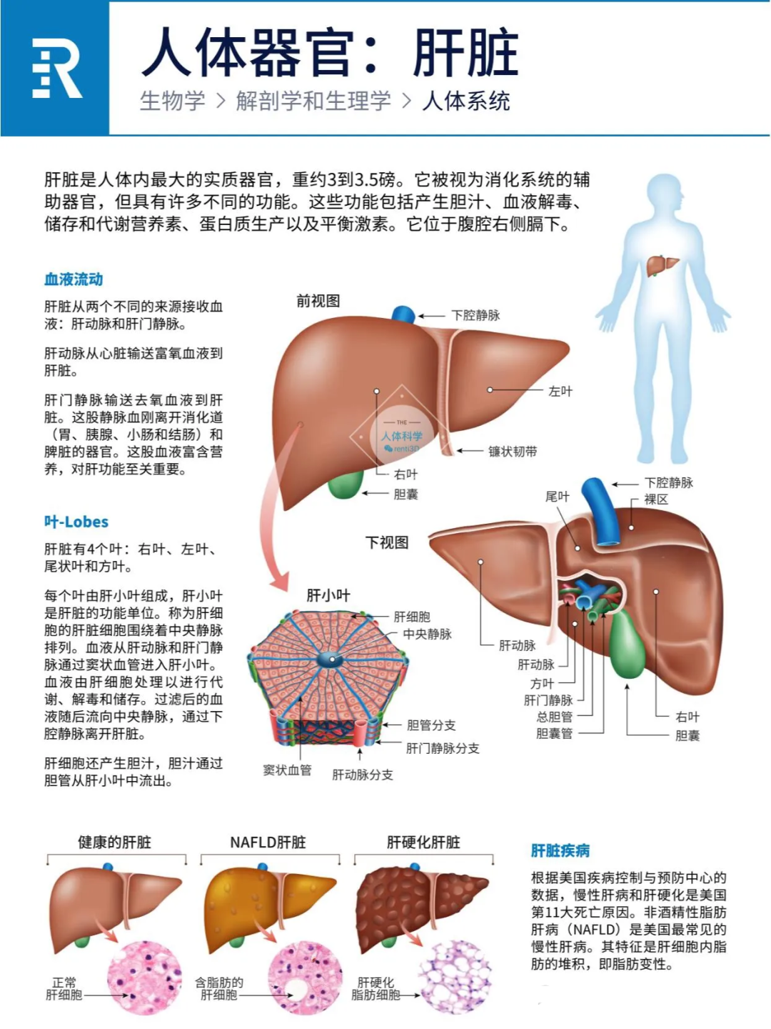 图片[2]-人体器官之心肝脾肺肾胰功能简介
