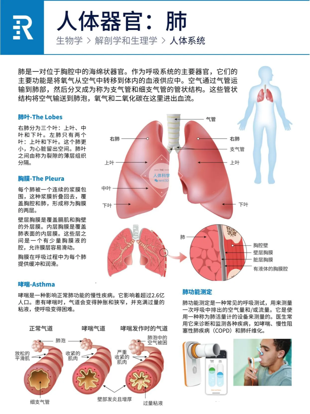 图片[4]-人体器官之心肝脾肺肾胰功能简介