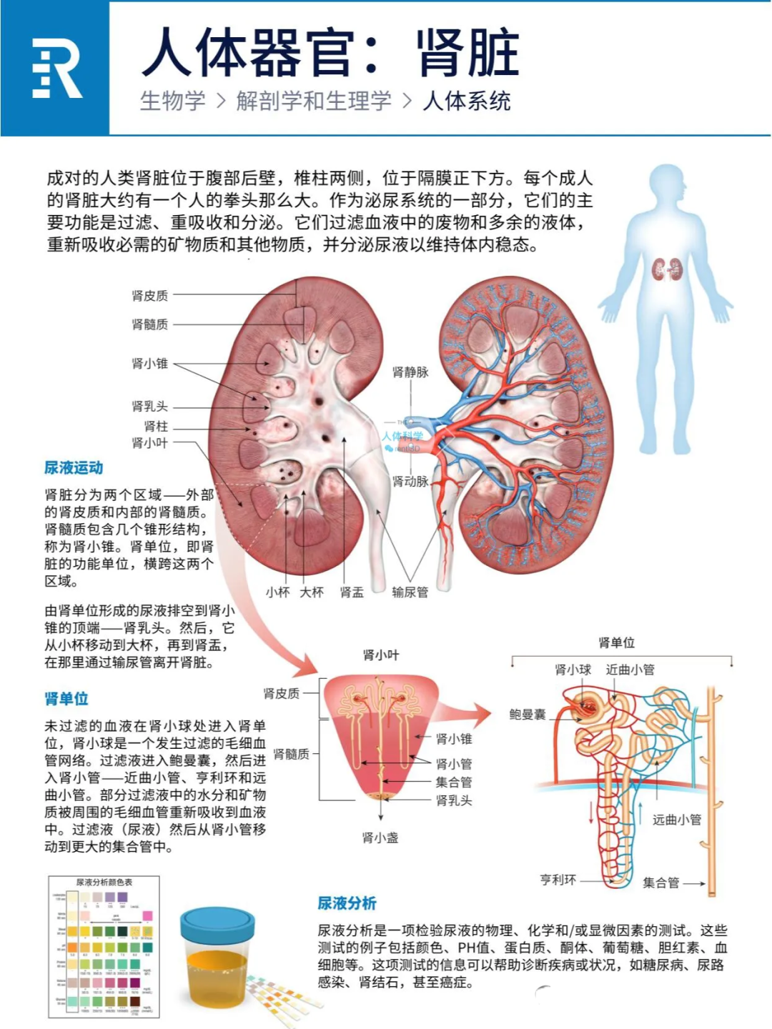 图片[5]-人体器官之心肝脾肺肾胰功能简介