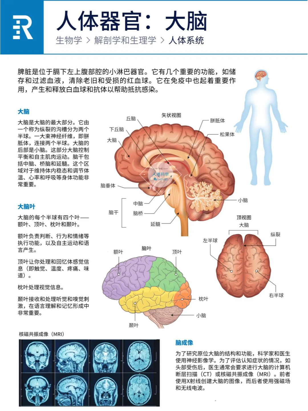 图片[6]-人体器官之心肝脾肺肾胰功能简介
