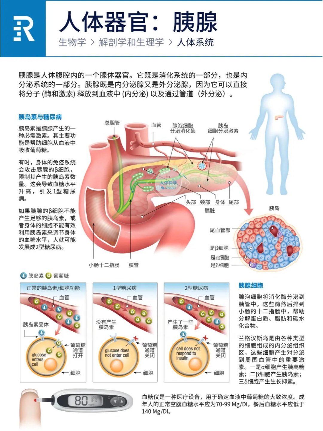 图片[7]-人体器官之心肝脾肺肾胰功能简介